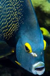 Face of an Angel. Very friendly angel fish on a dive in G... by Larissa Roorda 